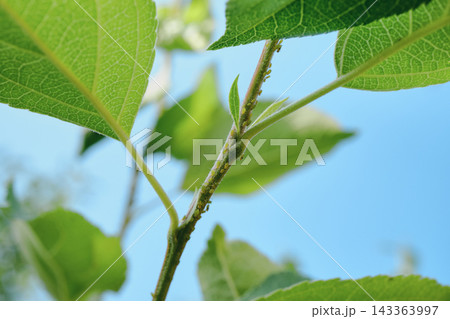 Green aphids infesting plant stem and tender leaves against blue sky 143363997