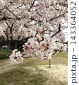 満開の桜と春の花を捉えた日本の春の風景 143364052