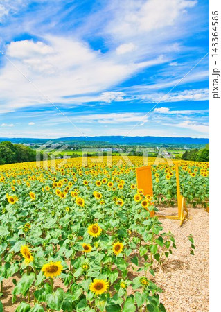 夏の風景 夏の風景 143364586