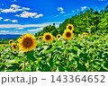 夏の風物詩 143364652