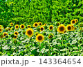 夏の風物詩 143364654