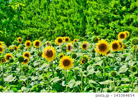 夏の風物詩 夏の風物詩 143364654