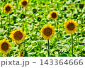 夏の風物詩 143364666