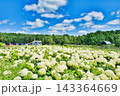夏の風物詩 143364669