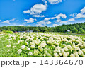夏の風物詩 143364670