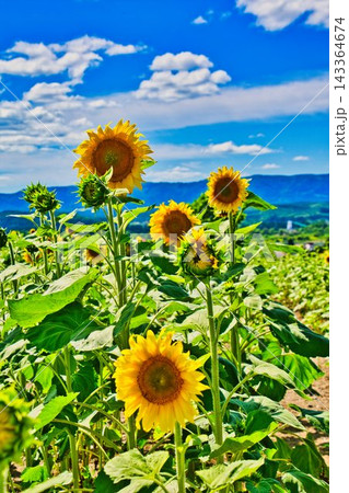 夏の風物詩 夏の風物詩 143364674