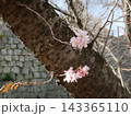 石垣を背景に咲く桜の花 143365110