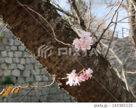 石垣を背景に咲く桜の花 143365110