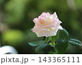 薄ピンクのバラ 143365111