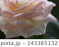 薄ピンクバラ 143365132