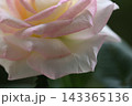 薄いピンクバラ 143365136