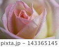 ピンクバラ 143365145