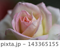ピンクバラ 143365155