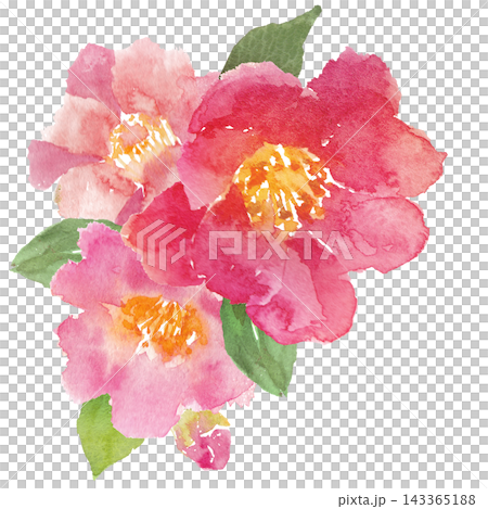 Watercolor camellia illustration material Watercolor camellia illustration material 143365188