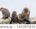 スノーモンキー～地獄谷野猿公苑～(山ノ内町-長野県) 143365810