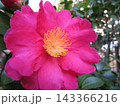 何を思う山茶花の花 143366216
