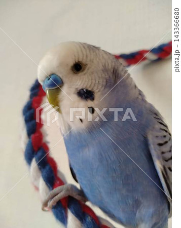 カラフルなロープにとまる青いセキセイインコ カラフルなロープにとまる青いセキセイインコ 143366680