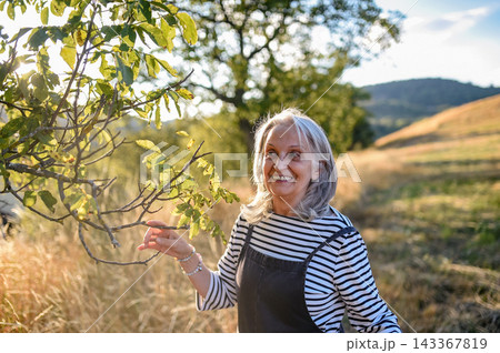 Active older woman enjoying peaceful walk through countryside in golden sunlight. 143367819