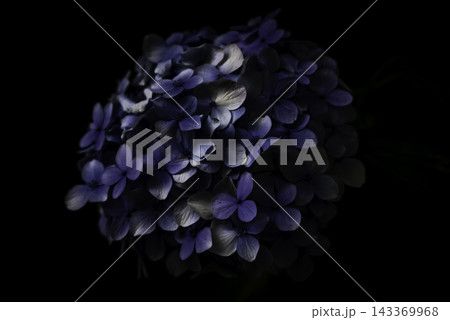 黒い背景に浮かぶ紫陽花 黒い背景に浮かぶ紫陽花 143369968
