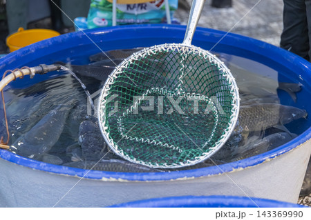 Live carp swimming in a large blue tank, ready for sale Live carp swimming in a large blue tank, ready for sale 143369990