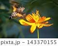 キバナコスモスの花の蜜を吸うホバリングしているホシホウジャク キバナコスモスの花の蜜を吸うホバリングしているホシホウジャク 143370155
