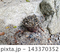 透明なプラスチックカップに入った石 143370352