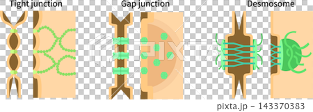 Medical illustration of intercellular junctions (English) Medical illustration of intercellular junctions (English) 143370383