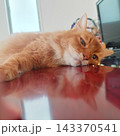 寝ている猫 143370541