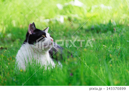 緑いっぱいの草原で見上げるぶち猫柄とハチワレ柄の野良猫の横顔 143370899