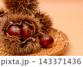 秋の味覚の栗の素材写真　イガグリの棘が栗の実を守っている 143371436