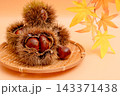 秋の味覚の栗の素材写真　イガグリの棘が栗の実を守っている 143371438