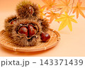 秋の味覚の栗の素材写真　イガグリの棘が栗の実を守っている 143371439