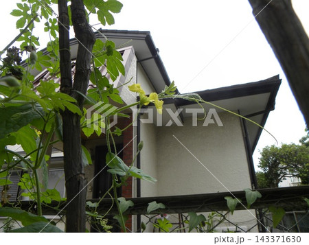 家庭菜園で育ったゴーヤの花 家庭菜園で育ったゴーヤの花 143371630