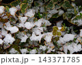 ヘデラに降り積もった雪 143371785