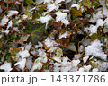 ヘデラに降り積もった雪 143371786