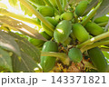Papaya fruits getting ripe on the top of a tree. Tropical fruits 143371821