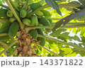Papaya fruits getting ripe on the top of a tree. Tropical fruits 143371822