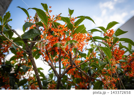 東京の公園に咲くキンモクセイのオレンジ色の花と緑の葉 東京の公園に咲くキンモクセイのオレンジ色の花と緑の葉 143372658