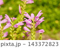 ハナトラノオ（花虎の尾） 143372823