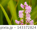 ハナトラノオ（花虎の尾） 143372824