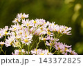シオン（紫苑） 143372825