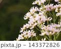 シオン（紫苑） 143372826