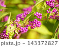 コムラサキ（小紫） 143372827
