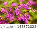 コムラサキ（小紫） 143372828