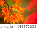 紅葉したもみじ 143372838