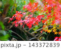 紅葉したもみじ 143372839