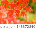 紅葉したもみじ 143372840