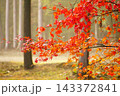 紅葉したもみじ 143372841