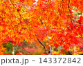 紅葉したもみじ 143372842