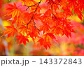 紅葉したもみじ 143372843